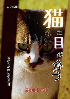 猫と目が合う　～あなたの瞳に出会う日～