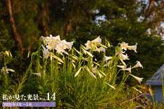 私が見た光景 vol.14 2021年4月～5月