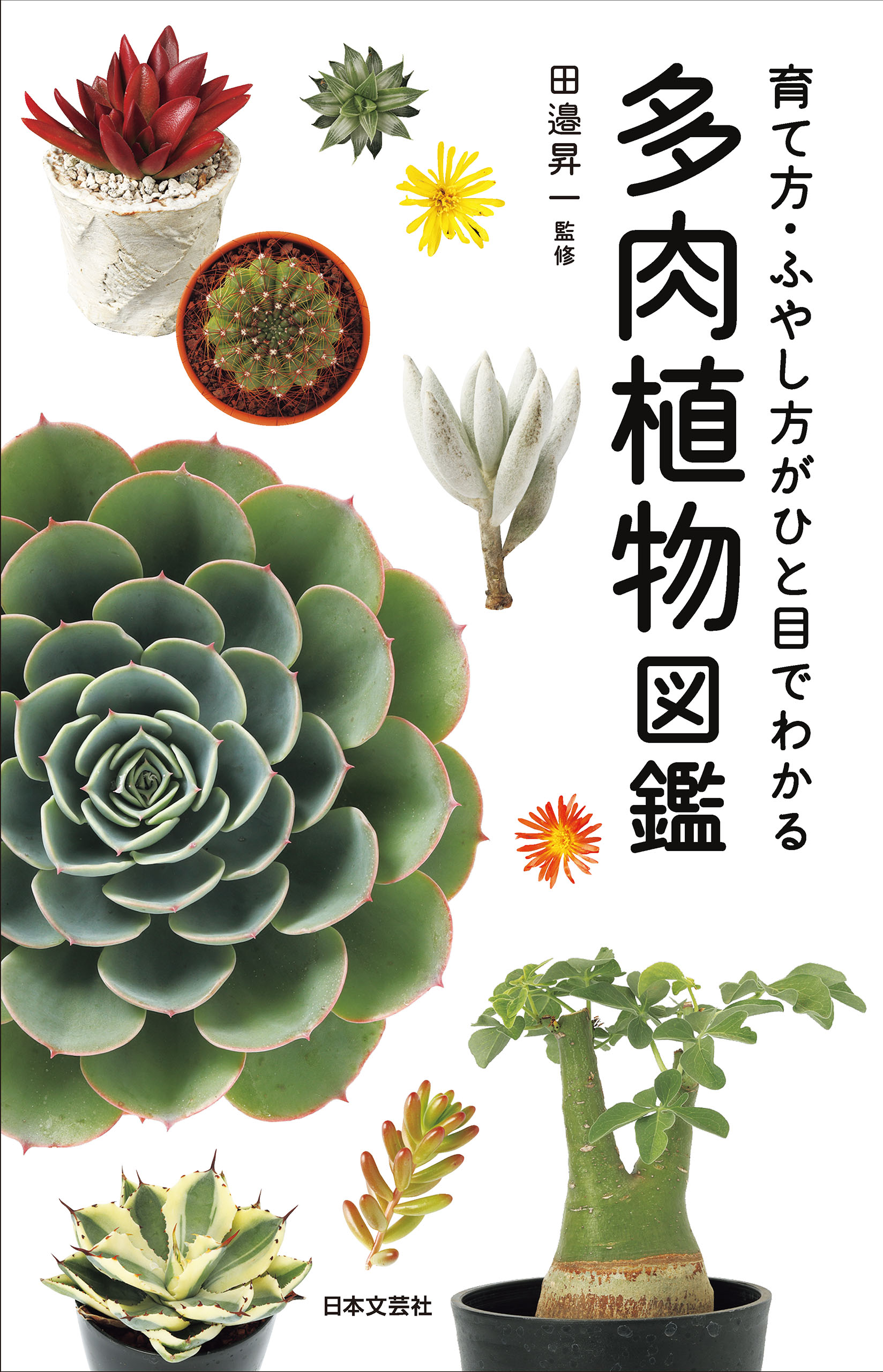 多肉植物図鑑 - 田邉昇一 - 漫画・ラノベ（小説）・無料試し読みなら