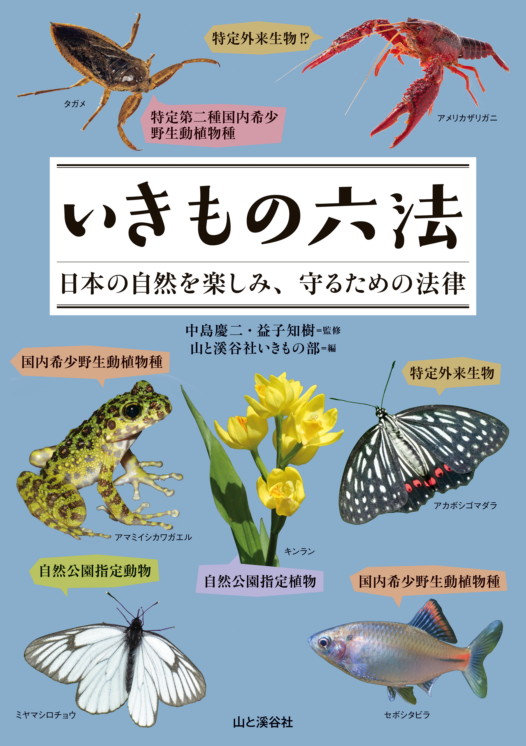 国産蝶標本 ミヤマモンキチョウ ペア 長野・群馬県産 規制前採集 天然 