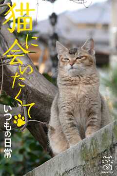 猫に会いたくて　いつもの日常