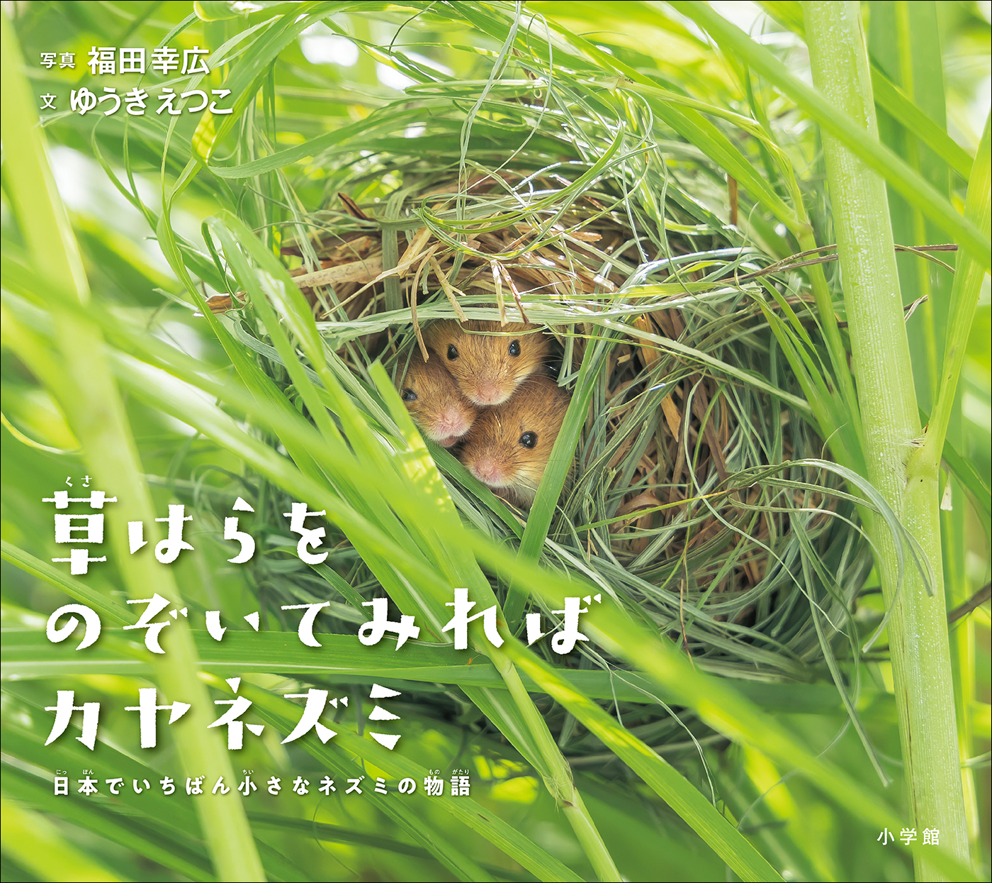 草はらをのぞいてみればカヤネズミ 日本でいちばん小さなネズミの物語 小学館の図鑑neoの科学絵本 福田幸広 ゆうきえつこ 漫画 無料試し読みなら 電子書籍ストア ブックライブ