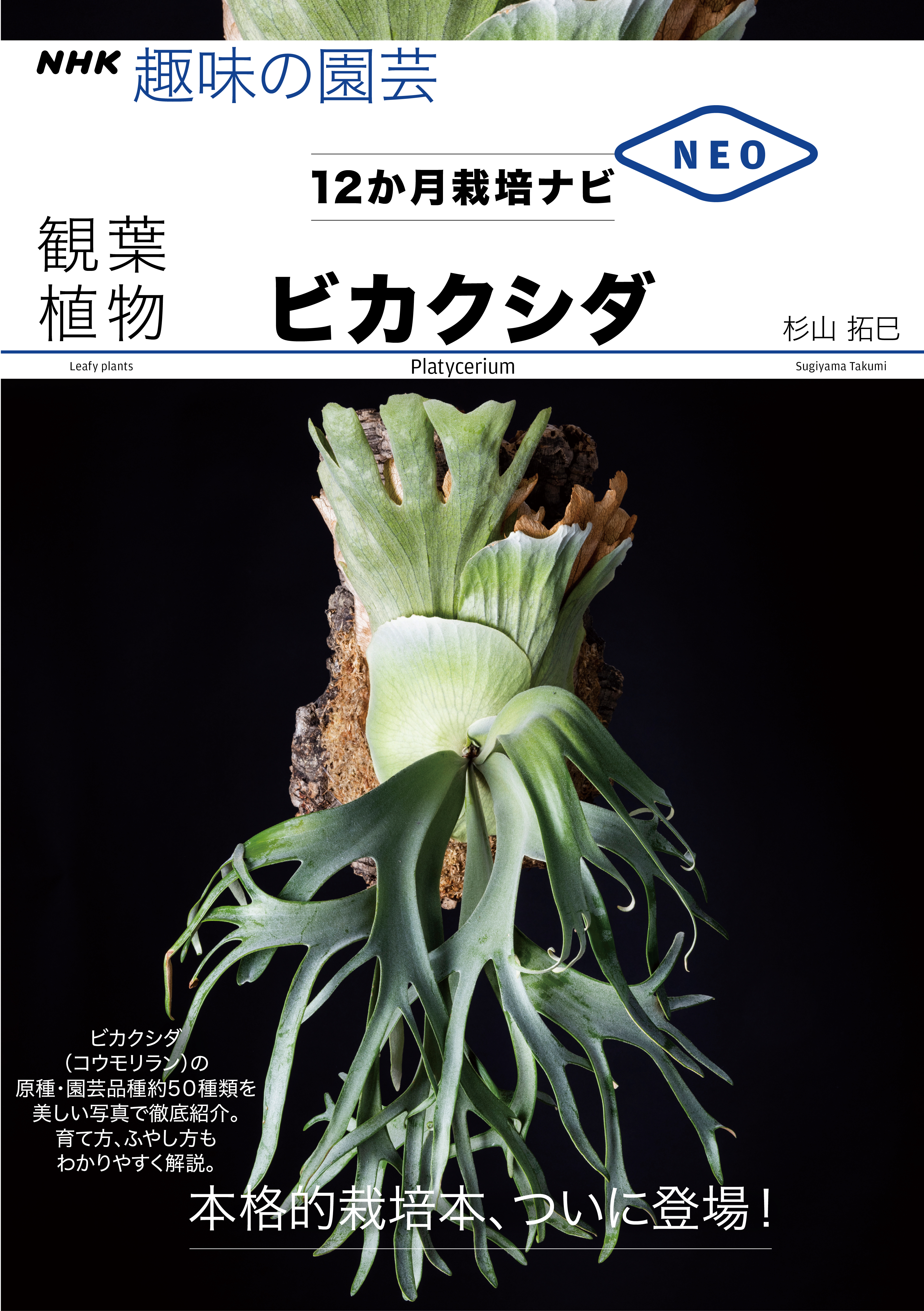 ビカクシダ Platycerium Prew Www Balajiflowersusa Com