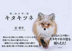 里山の宇宙　キタキツネ