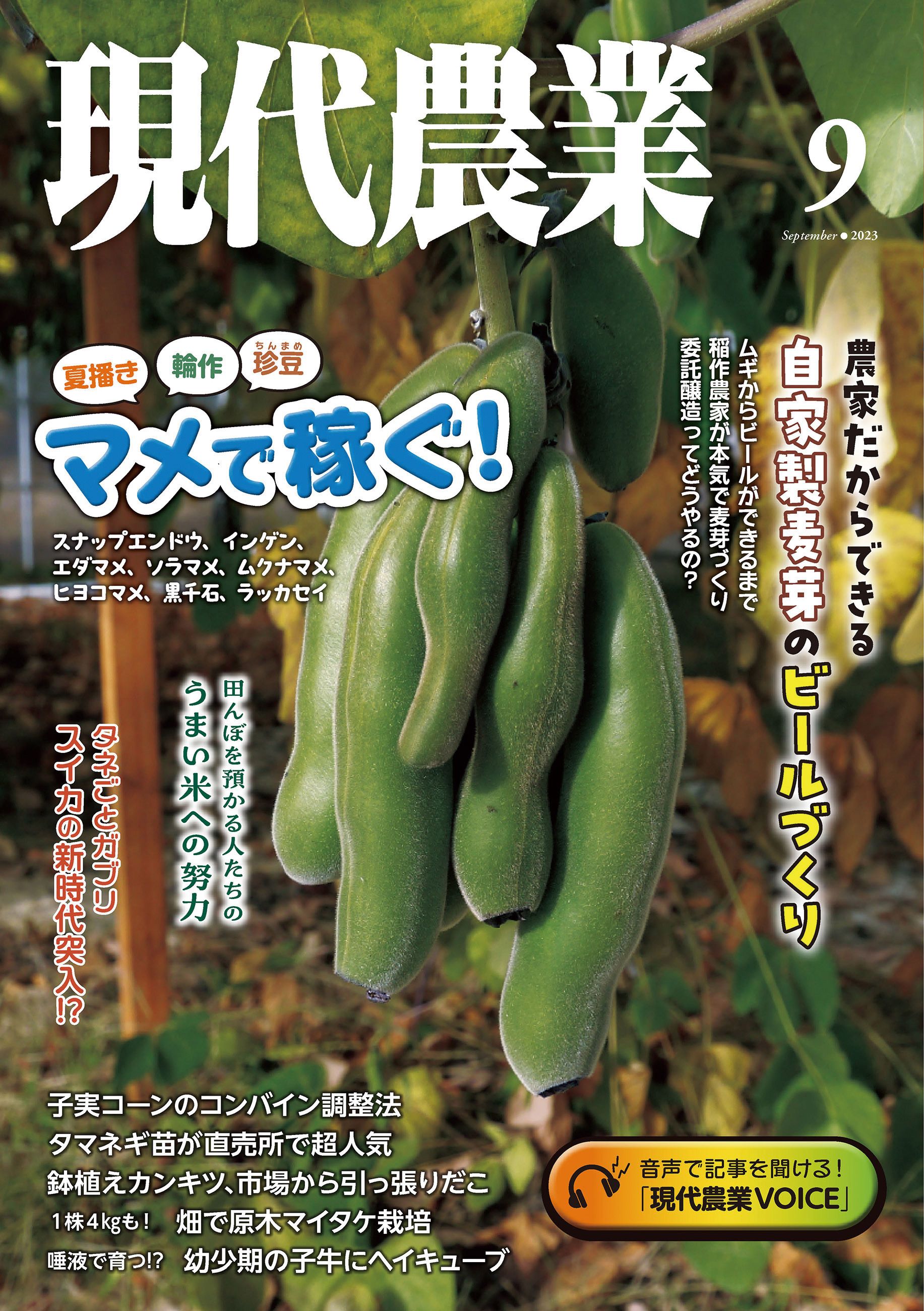 春野菜！長野県産 珍しい 花わさび 約1キロ 約80本 #e 完売 - 野菜