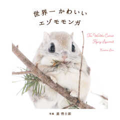 世界一かわいいエゾモモンガ