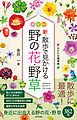 新・散歩で見かける野の花・野草
