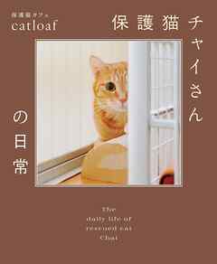保護猫チャイさんの日常