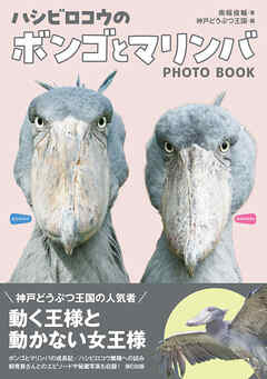 ハシビロコウのボンゴとマリンバ