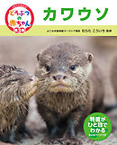カワウソ２３　くらべてみよう！どうぶつの赤ちゃん