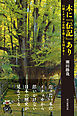 木に「伝記」あり　巨樹イチョウの史料を探して全国を歩く