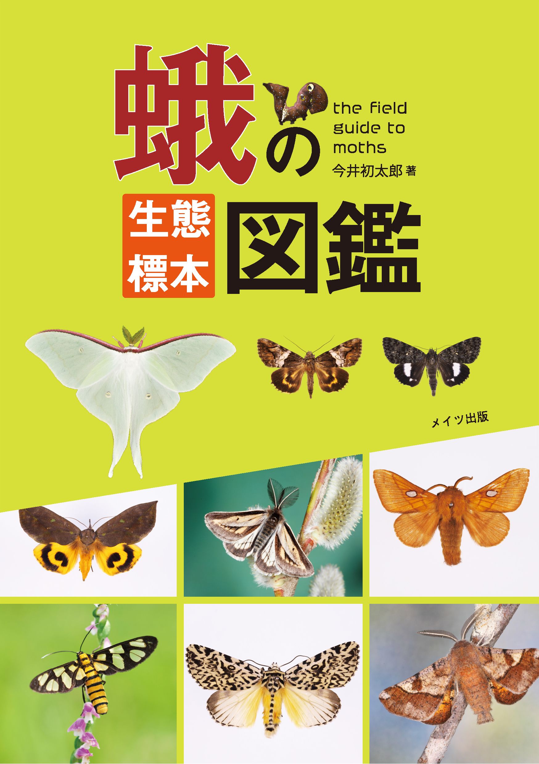 完売 外国産蛾標本 クジャクヤママユ ギリシャ産 昆虫標本 蝶標本