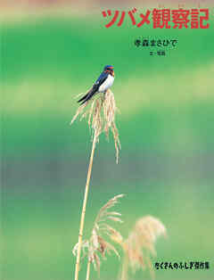 ツバメ観察記