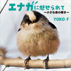 エナガに魅せられて ～小さな命の輝き～