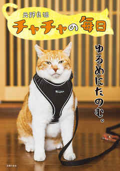 元野良猫チャチャの毎日