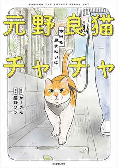 元野良猫チャチャ　本日も見まわり中