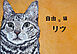 自由な猫リツ