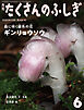 ギンリョウソウ（たくさんのふしぎ2026年6月号）　森に咲く銀色の花