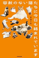 容赦のない猫たちに今日も絡まれています