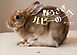野うさぎルビーの一生