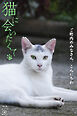 猫に会いたくて ご町内のみなさん、こんにちわ
