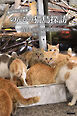 癒しのねこ写真集　のんびり猫島探訪　～青島 雨宿りの猫たち～ 前編
