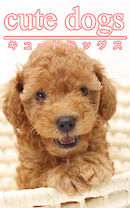cute dogs01 トイプードル