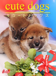 cute dogs05 柴犬