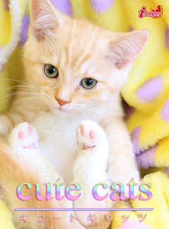 cute cats04 ޥ