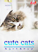 cute cats06 マンチカン