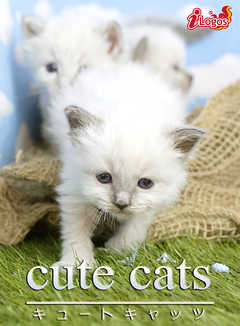 cute cats10 Сޥ
