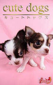 cute dogs15 チワワ