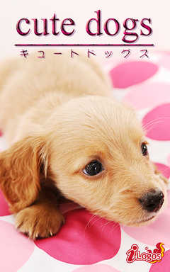 cute dogs26 ダックスフンド