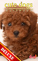 cute dogs DELUXE05 トイプードル