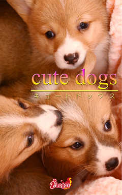 cute dogs34 ウェルシュ・コーギー