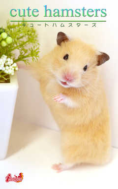 Cute Hamsters03 キンクマハムスター 漫画 無料試し読みなら 電子書籍ストア ブックライブ