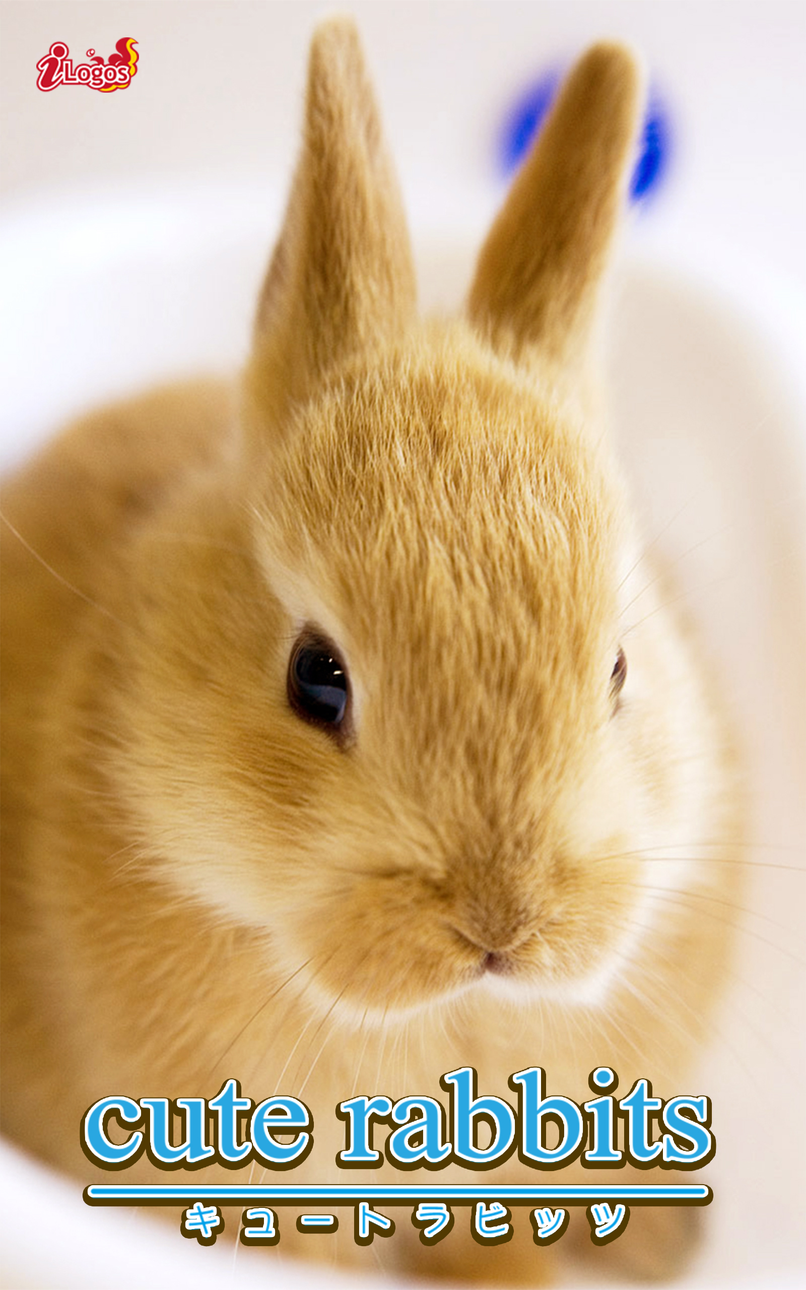 cute rabbits01 ミニウサギ - アキバ書房 - 写真集・無料試し読みなら 