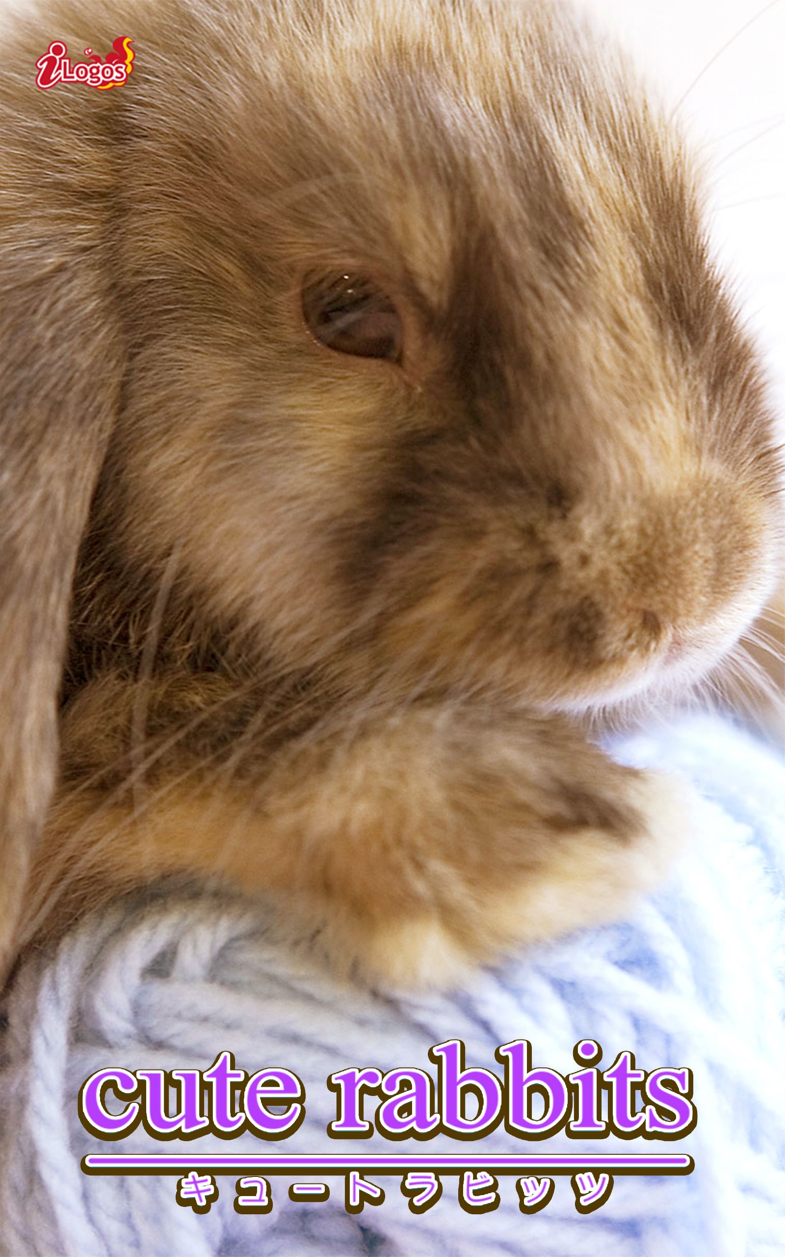 Cute Rabbits03 ミニロップ アキバ書房 漫画 無料試し読みなら 電子書籍ストア ブックライブ
