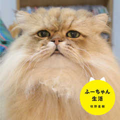 ふーちゃん生活