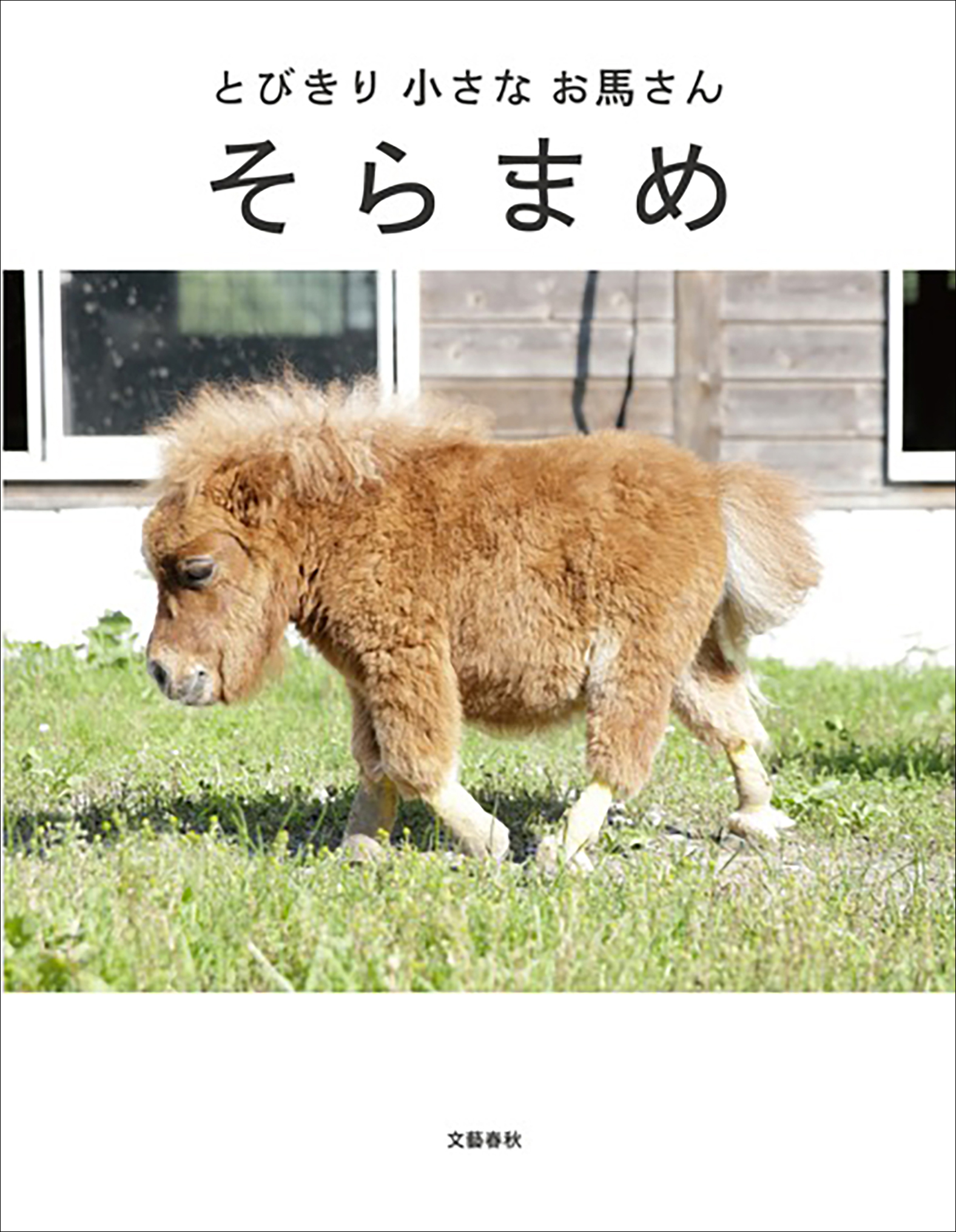 とびきり小さなお馬さん そらまめ スエトシ牧場 漫画 無料試し読みなら 電子書籍ストア ブックライブ