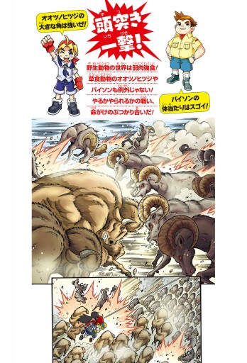 どっちが強い オオツノヒツジvsバイソン 巨大角でパワフル決戦 漫画 無料試し読みなら 電子書籍ストア ブックライブ