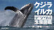 クジラ・イルカ デジタル生態図鑑
