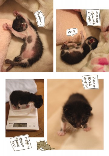 くるねこ 11 漫画 無料試し読みなら 電子書籍ストア ブックライブ