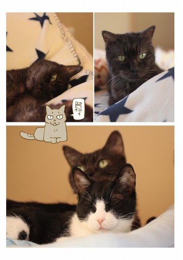 はぴはぴ くるねこ 1 くるねこ大和 漫画 無料試し読みなら 電子書籍ストア ブックライブ はぴはぴ くるねこ 1 くるねこ大和 漫画 無料試し読みなら 電子書籍ストア ブックライブ