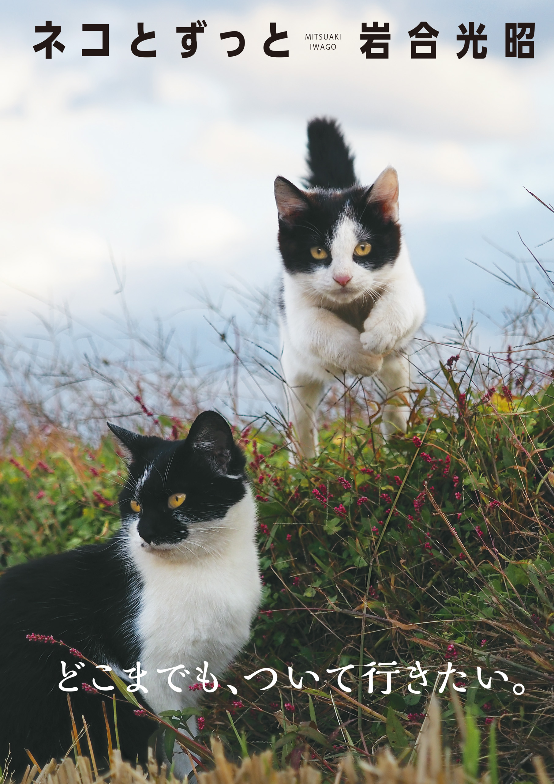 ネコ日本晴れ　ニッポンの猫写真集　岩合光昭　価格比較