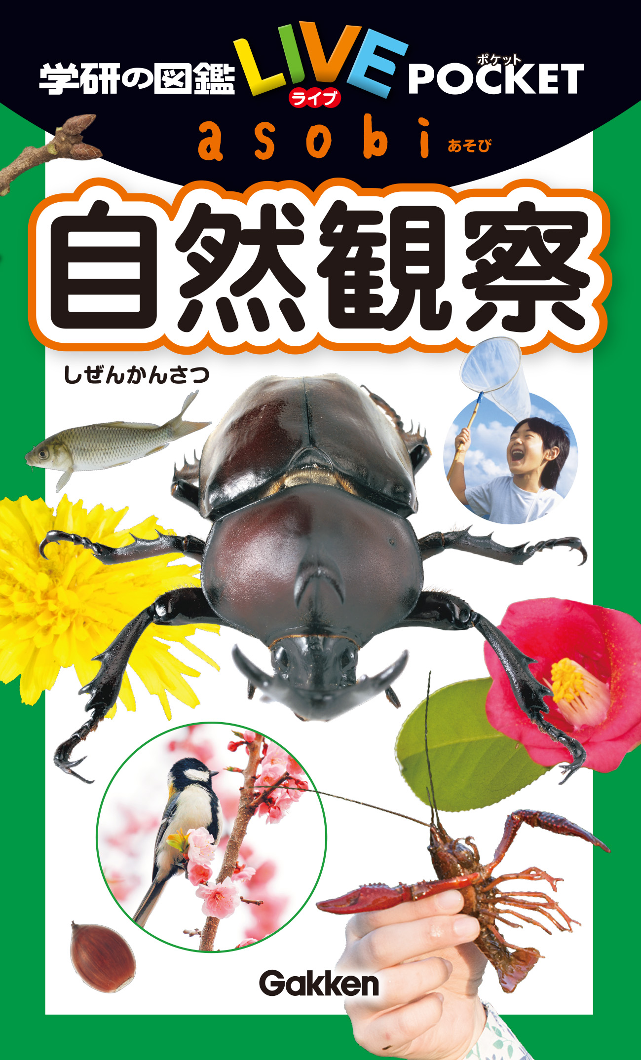 折りたたみポスター希少！ 海外カブトムシ＆クワガタ昆虫図鑑付録 昭和