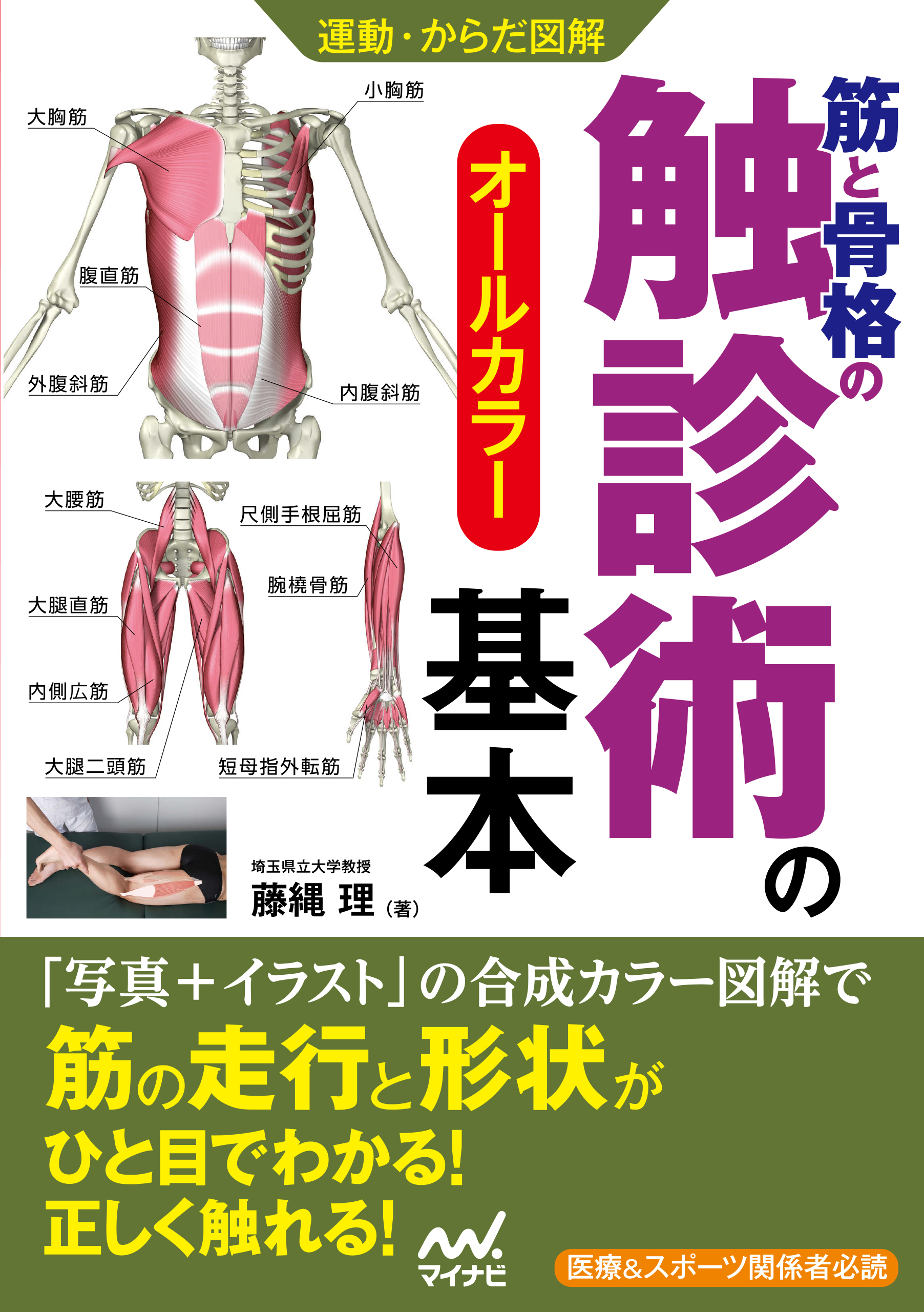 運動・からだ図解 筋と骨格の触診術の基本 - 藤縄理 - ビジネス・実用書・無料試し読みなら、電子書籍・コミックストア ブックライブ