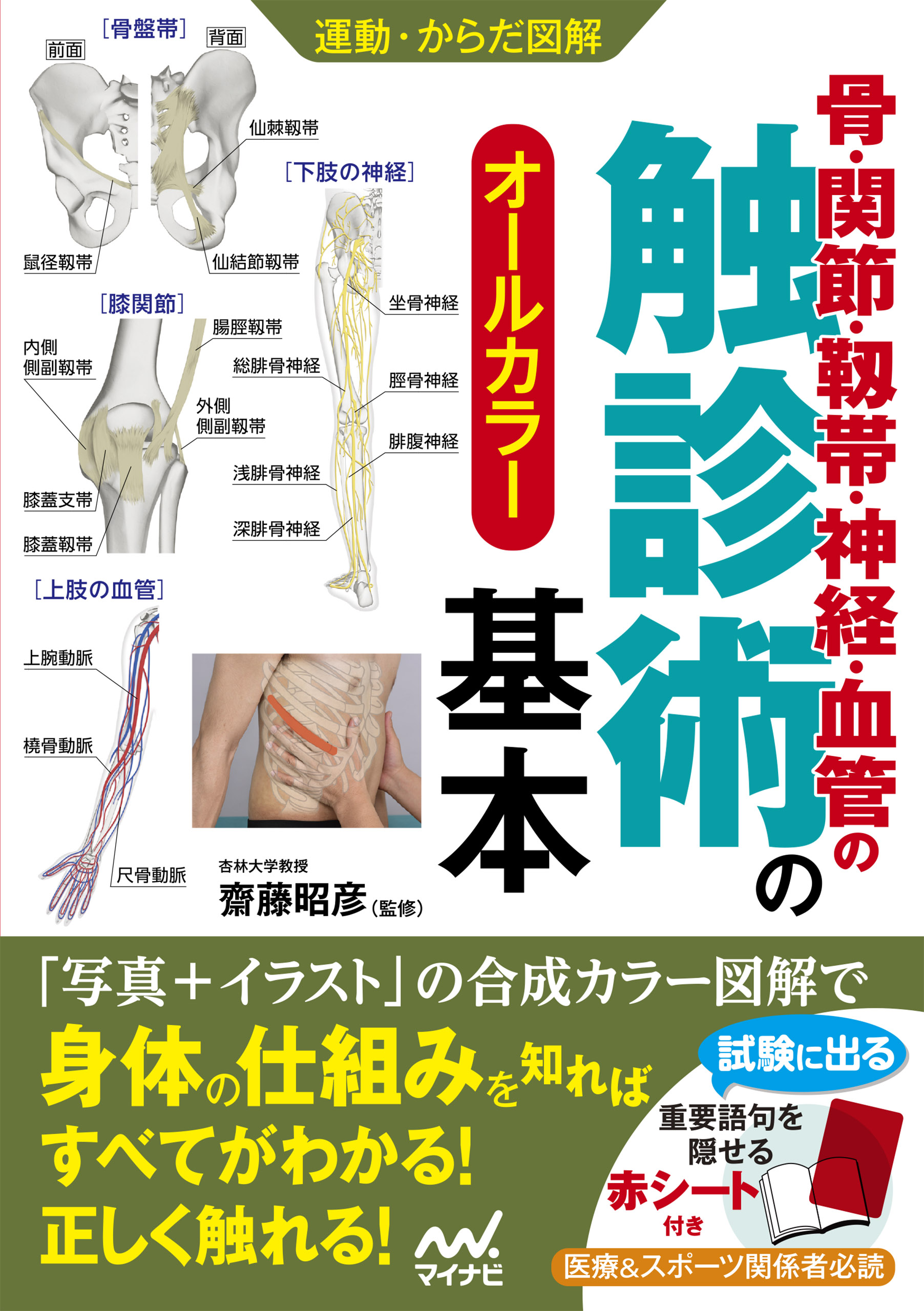 運動・からだ図解 骨・関節・靱帯・神経・血管の触診術の基本 - 齋藤昭彦 - ビジネス・実用書・無料試し読みなら、電子書籍・コミックストア ブックライブ