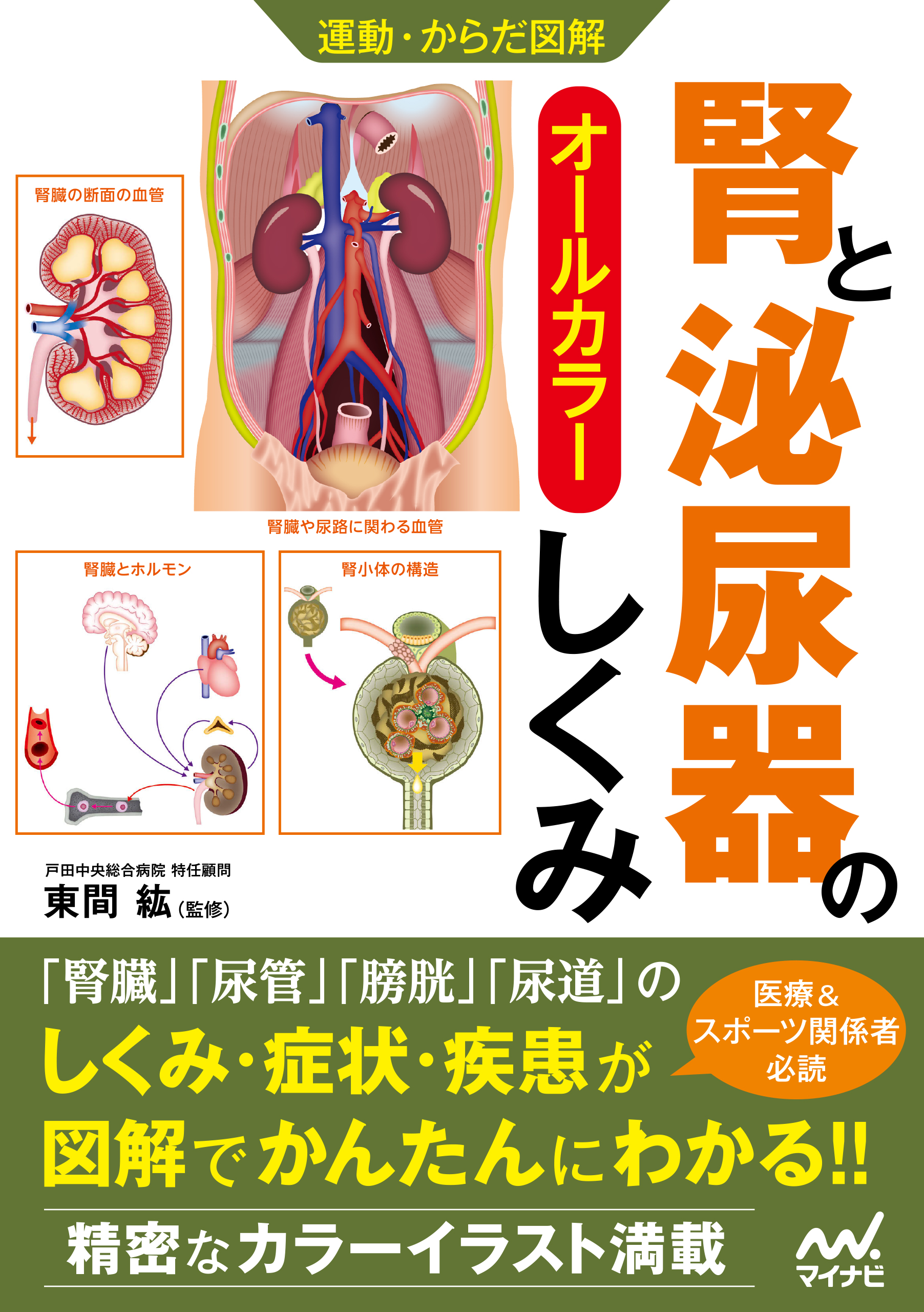 運動 からだ図解 腎と泌尿器のしくみ 書籍編集部 漫画 無料試し読みなら 電子書籍ストア ブックライブ