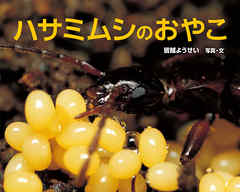 ハサミムシのおやこ